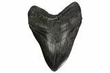 Fossil Megalodon Tooth - + Foot Prehistoric Shark #164281-1